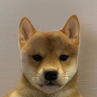 Telegram profile photo for $nohat Official