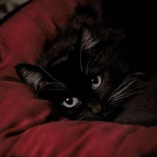 Telegram profile photo for Черновик лапой 🐾
