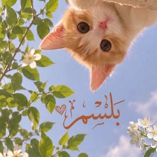 Telegram profile photo for بَـلسـمّ ❀𓂃