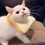 Telegram profile photo for miaw miaw nyaw! 🐈