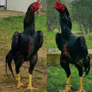 Telegram group profile photo for САМАРКАНД КАТТКУРГОНД ХУРОЗЛЛАРИ МЕЛЛХУЖА🦅🦅👍👍