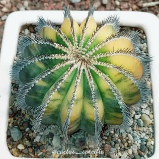 Telegram profile photo for The world of cactus