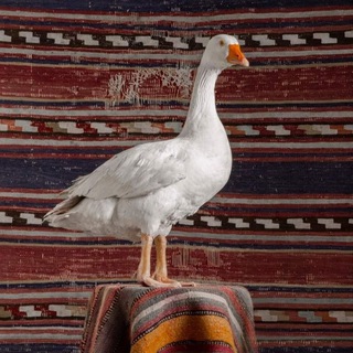 Telegram profile photo for Злой гусь