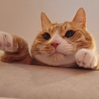 Telegram profile photo for Абоджи контент🌱