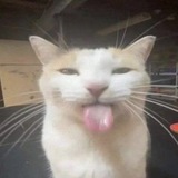 Telegram profile photo for Your cats confession!!🐾