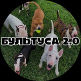 Telegram profile photo for БУЛЬТУСА