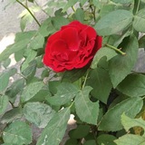 Telegram profile photo for दिल से लिखी शायरी 🥀