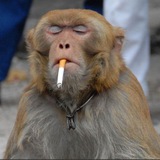 Telegram profile photo for Monkey