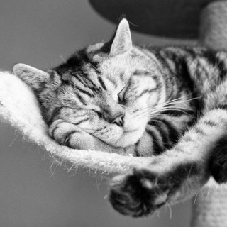Telegram profile photo for Котики😻Милые котики😽 Видео с котами😺Cat movies
