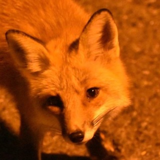 Telegram profile photo for Lina