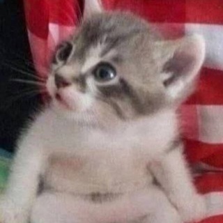 Telegram profile photo for пижма…куда шкаф потащила?