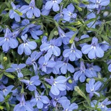 Telegram profile photo for lobelia flowers
