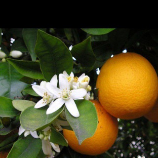 Telegram profile photo for کانال بهار نارنج🍊