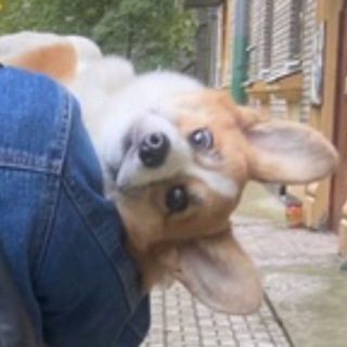 Telegram profile photo for Корги Пряник