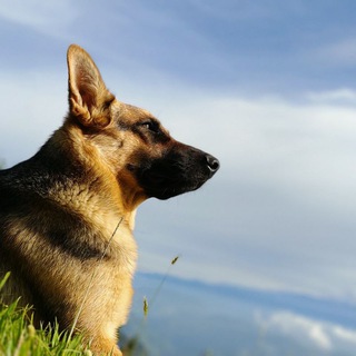 Telegram profile photo for Postales Celestes
