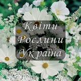 Telegram profile photo for 🌼 Квіти. Рослини. Україна🇺🇦