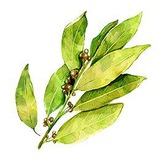 Telegram profile photo for Лаврушка: заготовки на зиму