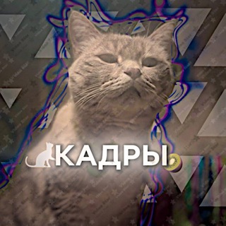 Telegram profile photo for Кадры пушистых бро❤️🔥💋