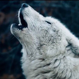 Telegram profile photo for Der böse Wolf - Infokanal