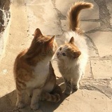 Telegram profile photo for A Little Place to Stay.