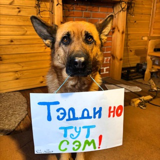 Telegram profile photo for тэдди но тут сэм!
