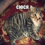 Telegram profile photo for щп сюся