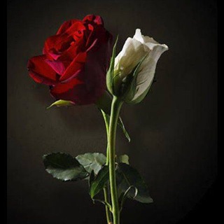 Telegram profile photo for عبارات راقيه.😍😍2
