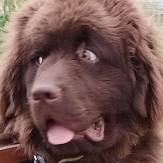 Telegram profile photo for Емеля мелет... История одного ньюфаундленда