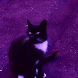 Telegram profile photo for purpule hell