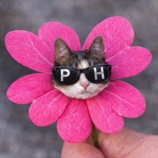 Telegram profile photo for PH