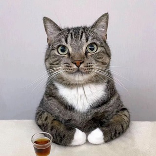 Telegram profile photo for bebron