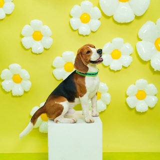 Telegram profile photo for RONNY 🐾 POLLY | BLOG