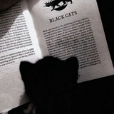 Telegram profile photo for Black Cat