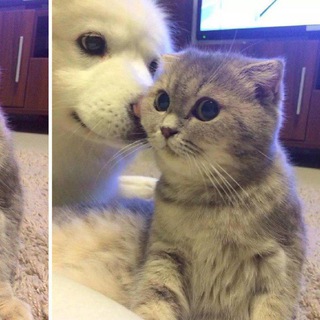 Telegram profile photo for Wholesome Memes