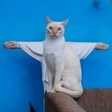 Telegram profile photo for Котики и Енотики