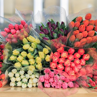 Telegram profile photo for Цветы и рассада в Тюмени 🌷