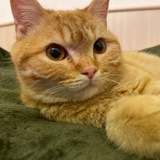Telegram profile photo for Котик Бобэрчик