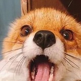 Telegram profile photo for 𝑅𝑦𝑜𝑢𝑚𝑖𝑒