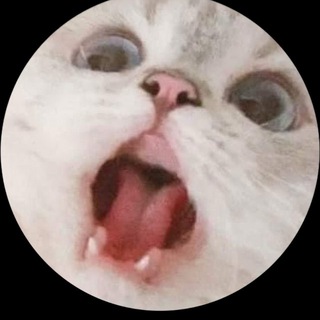 Telegram profile photo for 고양이가세상을구한다