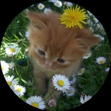 Telegram profile photo for мяуплагины