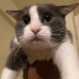 Telegram profile photo for los gatos son lindos