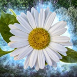 Telegram profile photo for Цветочница 🌺