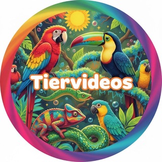 Telegram profile photo for Tiervideos