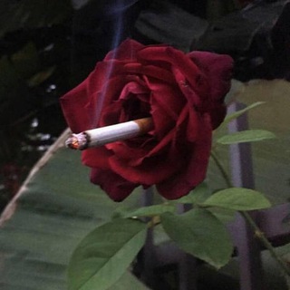 Telegram profile photo for cursed images 🥀