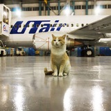 Telegram profile photo for Авиакоты из Антресоли