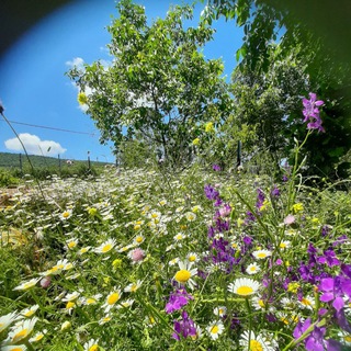 Telegram profile photo for کانال روستای رویایی بیشه بنه