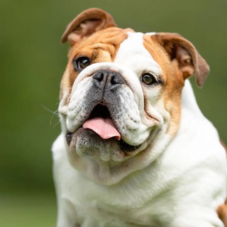 Telegram profile photo for Bulldogs Journal