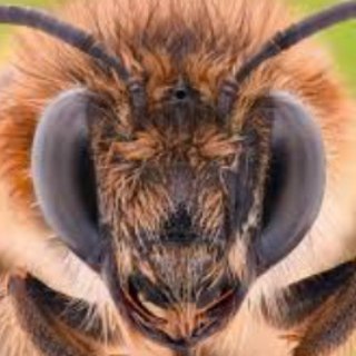 Telegram profile photo for Wisconsin Remote Uprising Support Team