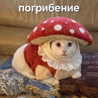 Telegram profile photo for 💥Под шляпой мухомора🥦