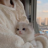Telegram profile photo for ༗秋ཻ季ཻ࿐ℒℴ𝓋ℯ文案馆.